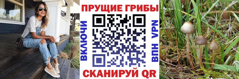 Псилоцибиновые грибы Psilocybe  хочу   Ужур 